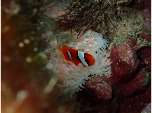 シュノーケリング・SUP専門店【シートラベラー(Sea traveler)】 のギャラリー