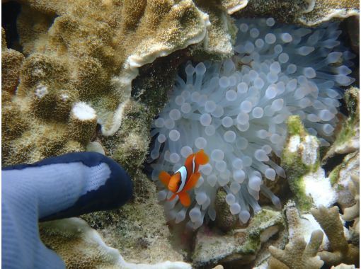 シュノーケリング・SUP専門店【シートラベラー(Sea traveler)】 のギャラリー