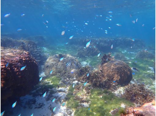 シュノーケリング・SUP専門店【シートラベラー(Sea traveler)】 のギャラリー