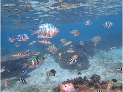 シュノーケリング・SUP専門店【シートラベラー(Sea traveler)】 のギャラリー