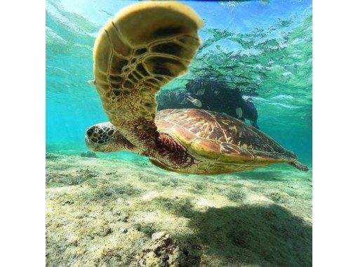 海メルトの予約・アクセス・営業時間 | アクティビティジャパン