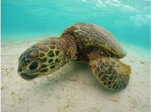 海メルトの予約・アクセス・営業時間 | アクティビティジャパン