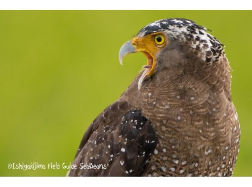 石垣島バードウオッチングガイドSeaBeansの予約・アクセス・営業時間