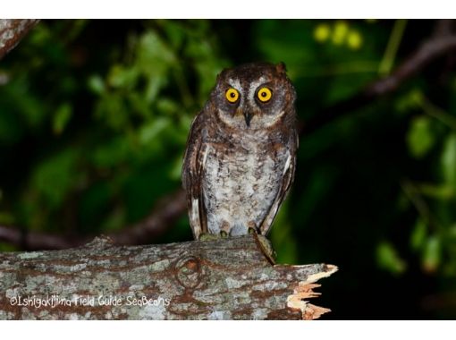 石垣島バードウオッチングガイドSeaBeansの予約・アクセス・営業時間