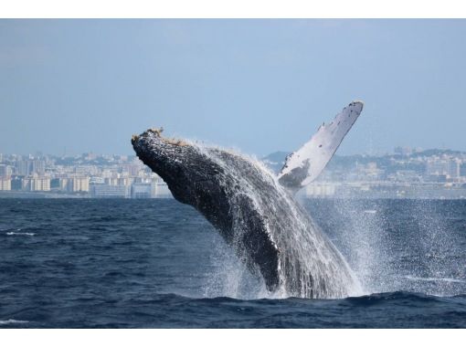 サウスtoサウス(South to South) のギャラリー