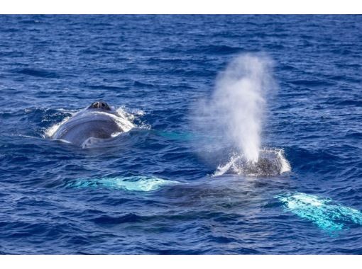 サウスtoサウス(South to South) のギャラリー