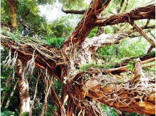 HADASHI のギャラリー