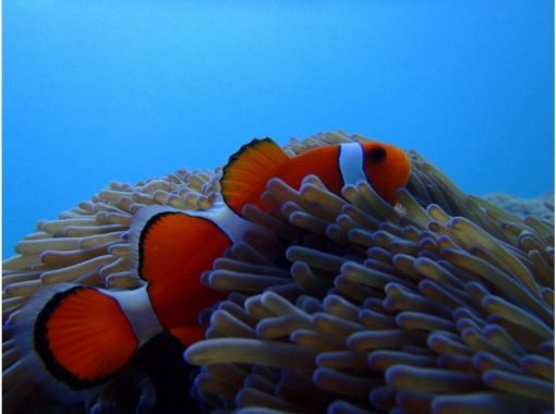 青の洞窟専門 沖縄ダイビングショップ和 のギャラリー