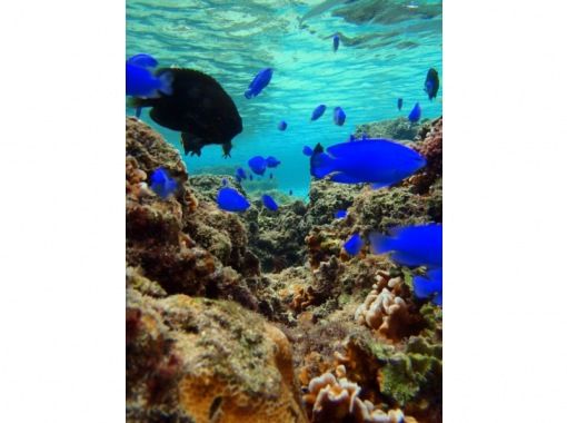 青の洞窟専門 沖縄ダイビングショップ和 のギャラリー