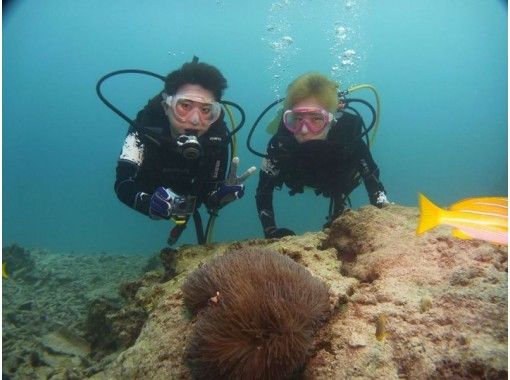 プロスキューバチームSEALs(シールズ) のギャラリー