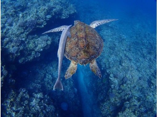 カイザーマリンクラブ(KAIZAR MARINE CLUB)の予約・アクセス・営業時間 | アクティビティジャパン