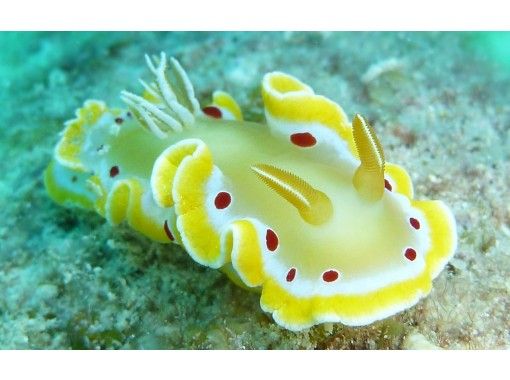 八重山 Diving Service Field のギャラリー