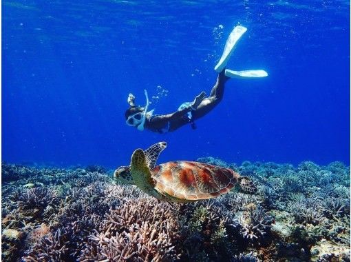 noah zamami のギャラリー