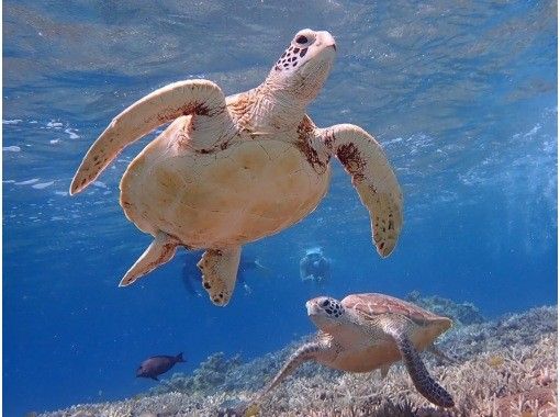 noah zamami のギャラリー