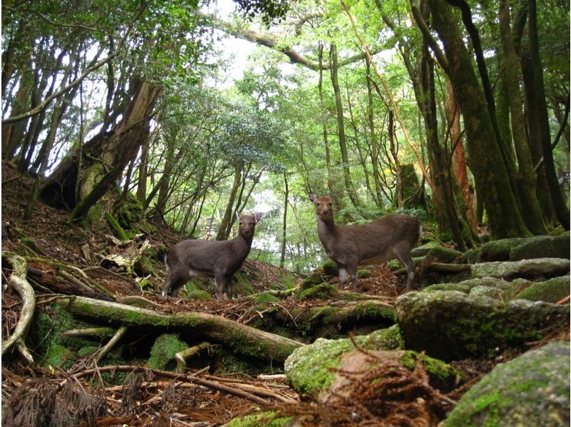 屋久岛aqua风格推荐