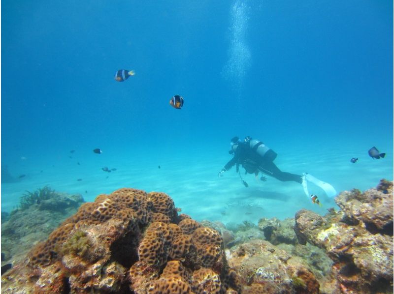 Yakushima aqua style แนะนำ