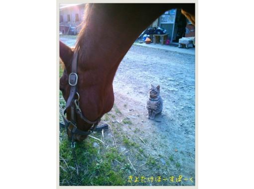 ふれあい乗馬くらぶ 蹄跡の森 清武ホースパーク のギャラリー