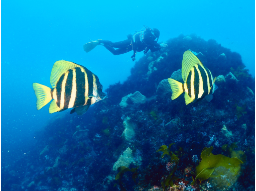 Diving  School  Tiara のギャラリー