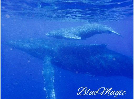 ブルーマジックスキューバ(BLUE MAGIC SCUBA)の予約・アクセス・営業