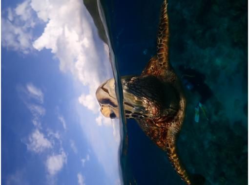 夢心地 のギャラリー