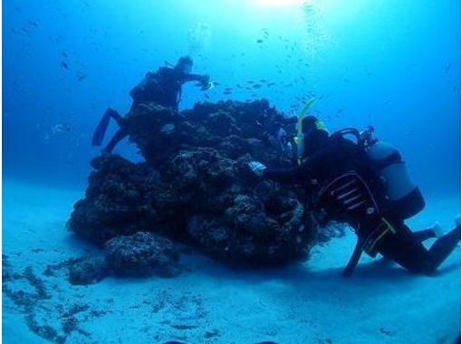 ダイビングサービス　ティーダ(Diving Service TEEDA) のギャラリー