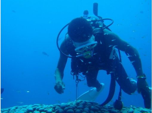 ダイビングサービス　ティーダ(Diving Service TEEDA) のギャラリー