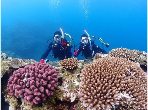 石垣島ダイビングショップABCdive のギャラリー