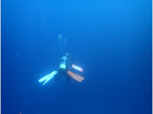 ダイビングサービス ピーフィッシュ(Diving Service P-FISH) のギャラリー