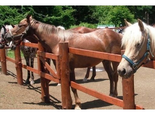 ふれあい乗馬楽園　クローバー牧場 のギャラリー