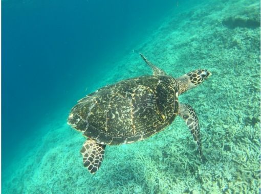 西表おさんぽ気分(Iriomote Kayak Tour) のギャラリー