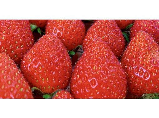 いちご ⑩✖︎2 竹内農園 LEDいちご『とくしまいちご（品種 さちのか）』徳島県産 約