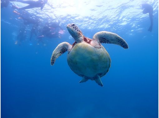 石垣島ダイビングサービス　ブルーシード のギャラリー