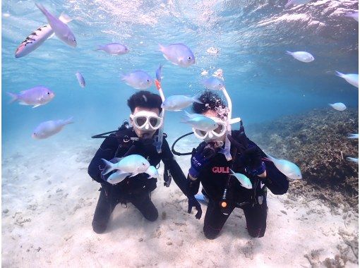 石垣島ダイビングサービス　ブルーシード のギャラリー
