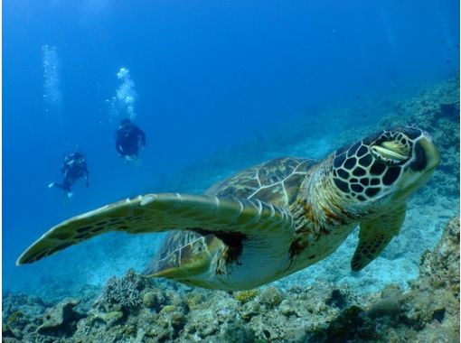 ディーズパルス沖縄の割引プラン