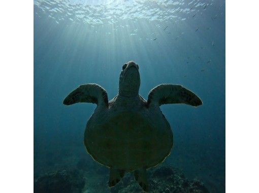 RUANOA 石垣島 のギャラリー