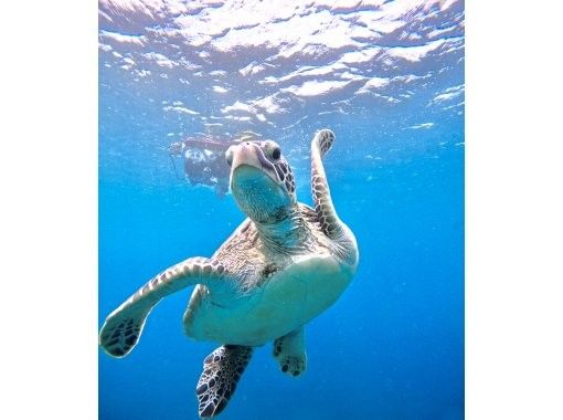 石垣島　ウミガメシュノーケル　マリンショップHAPPY のギャラリー