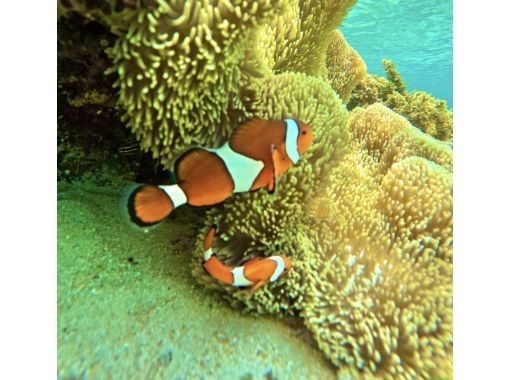 石垣島　ウミガメシュノーケル　マリンショップHAPPY のギャラリー