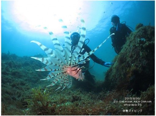 伊豆大島あとぱぱダイビングサービス(atopapa DIVING SERVICE) のギャラリー
