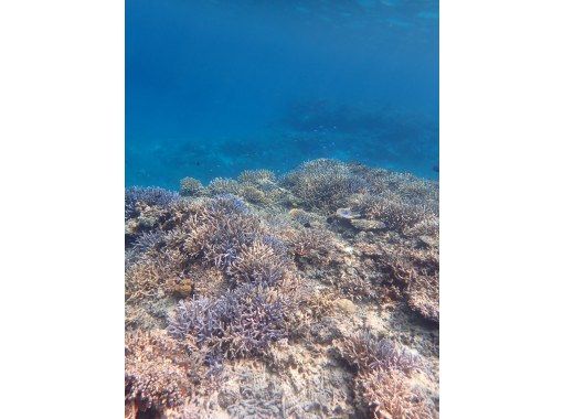 LOUTRE ISHIGAKI（ルートルイシガキ） のギャラリー