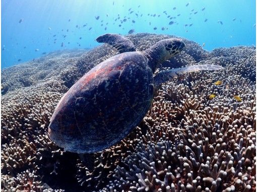 沖縄マリンスタジオ(Okinawa Marine Studio) のギャラリー