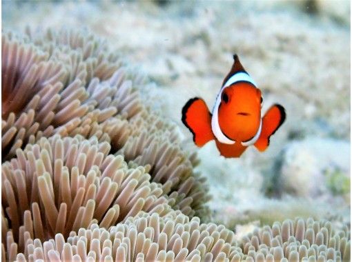 沖縄マリンスタジオ(Okinawa Marine Studio) のギャラリー