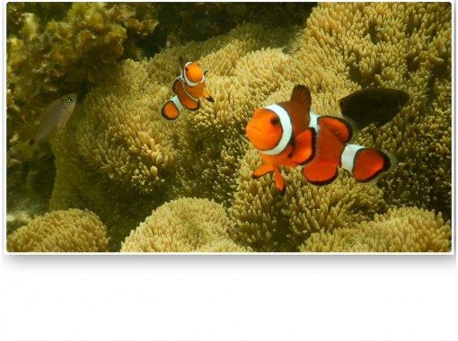 BLUE CORAL のギャラリー