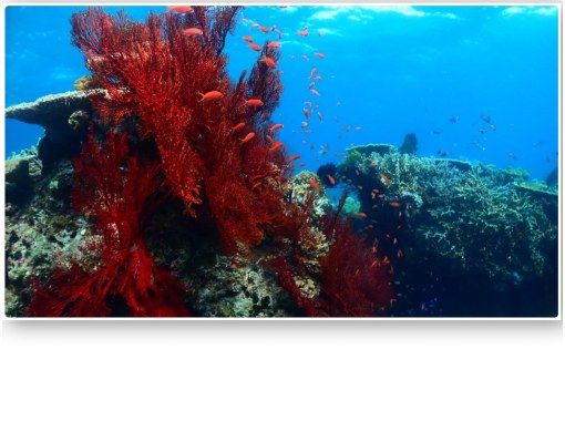 BLUE CORAL のギャラリー