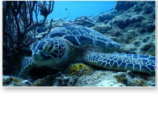 BLUE CORAL のギャラリー