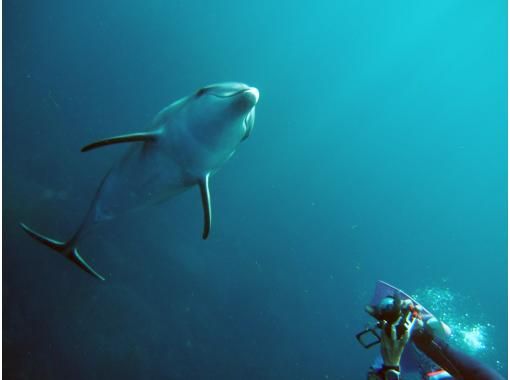 ドルフィンクラブ 三宅島(Dolphin Club Miyakejima)の予約・アクセス