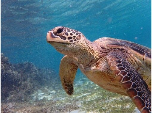 HAKUNAMATATA AMAMI のギャラリー