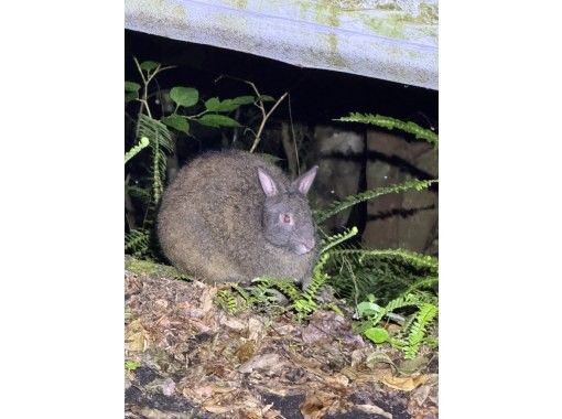 HAKUNAMATATA AMAMI のギャラリー