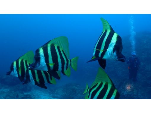 Aqua Vista Kushimoto のギャラリー