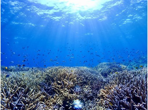 グルービーブルー のギャラリー