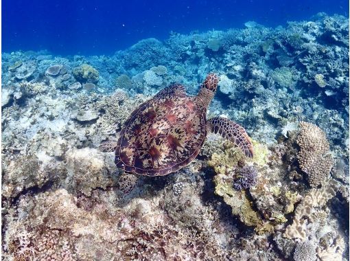 グルービーブルー のギャラリー